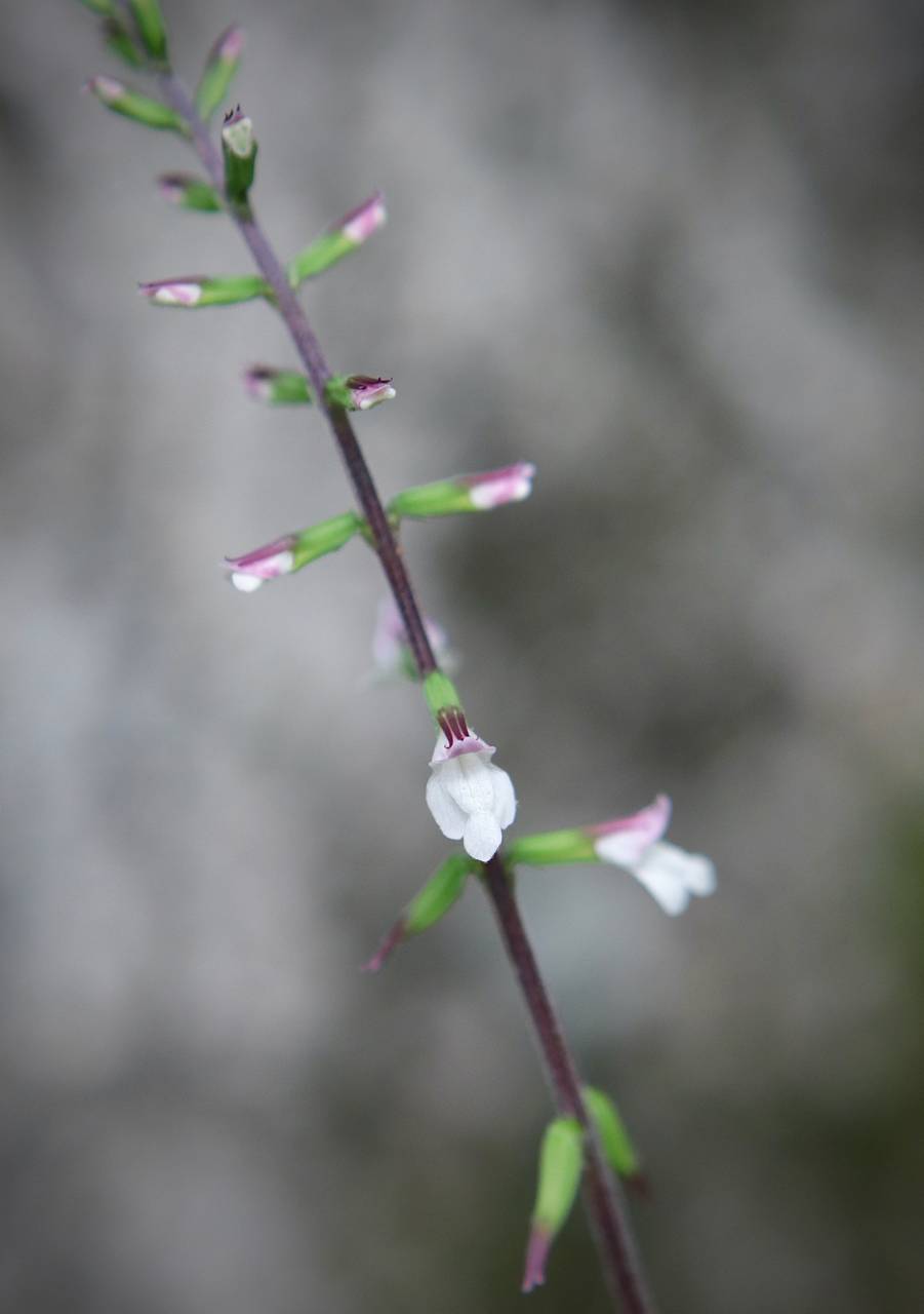 Photo of Lopseed