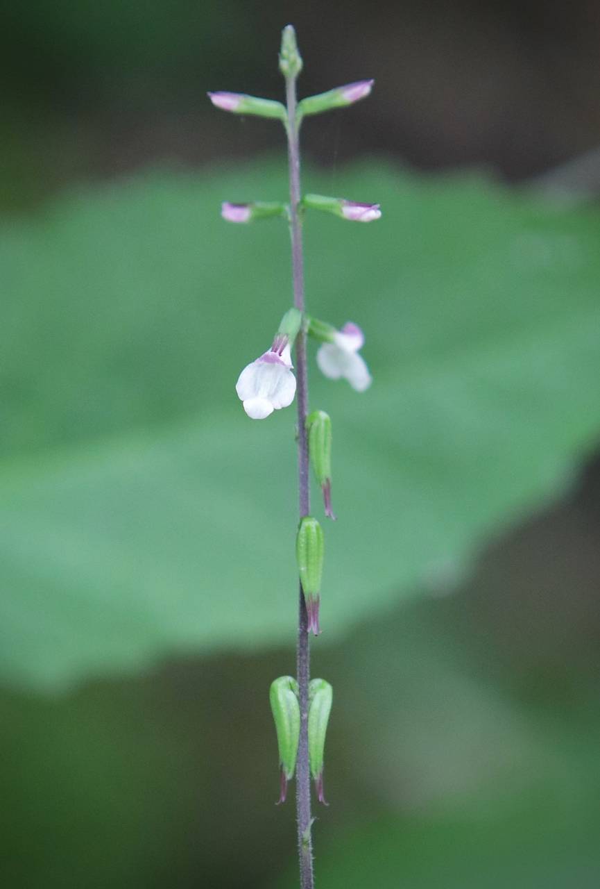 Photo of Lopseed