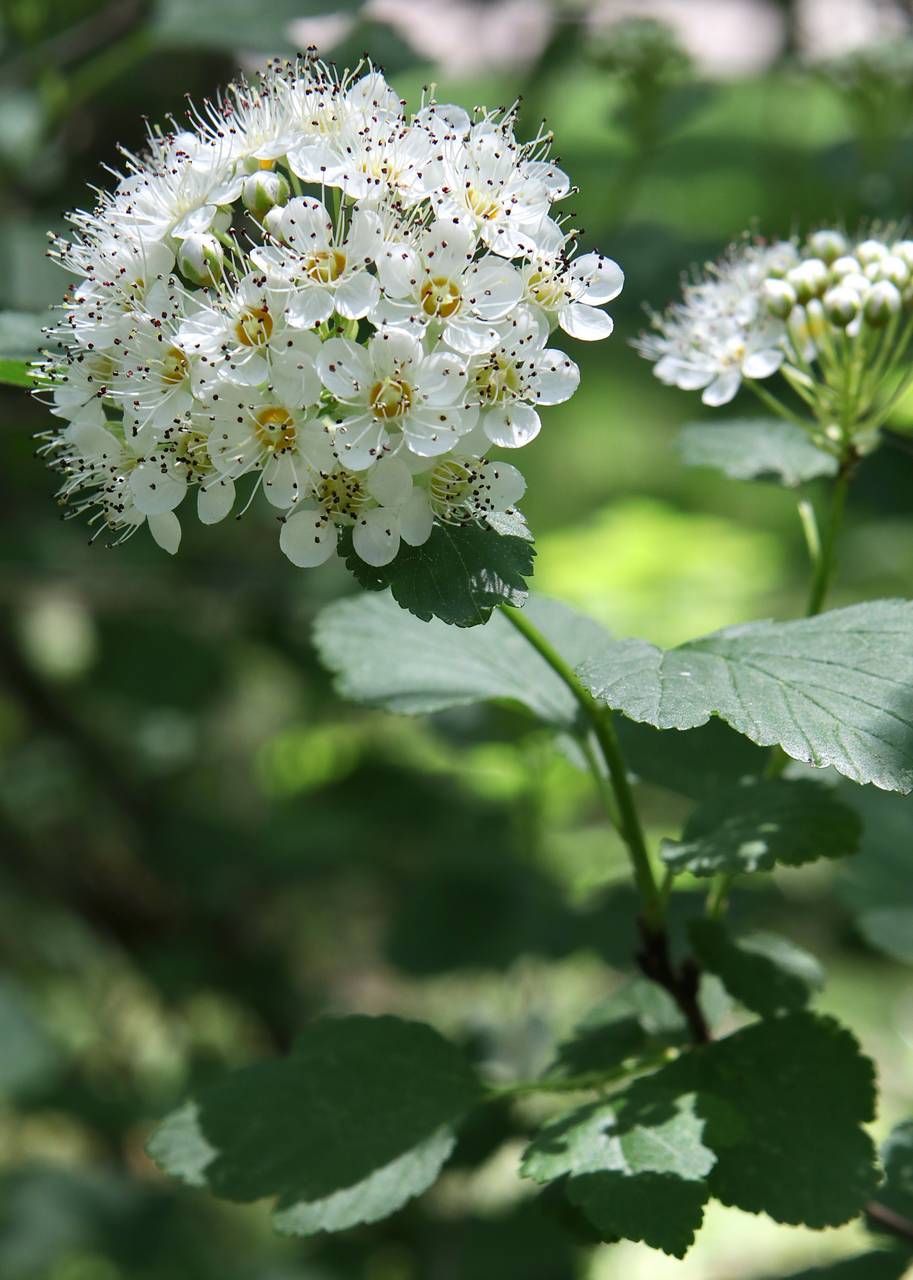 Photo of Ninebark