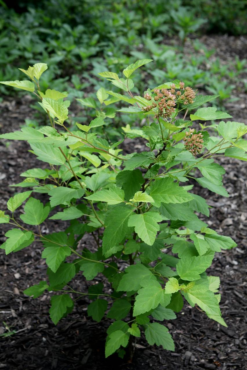 Photo of Ninebark