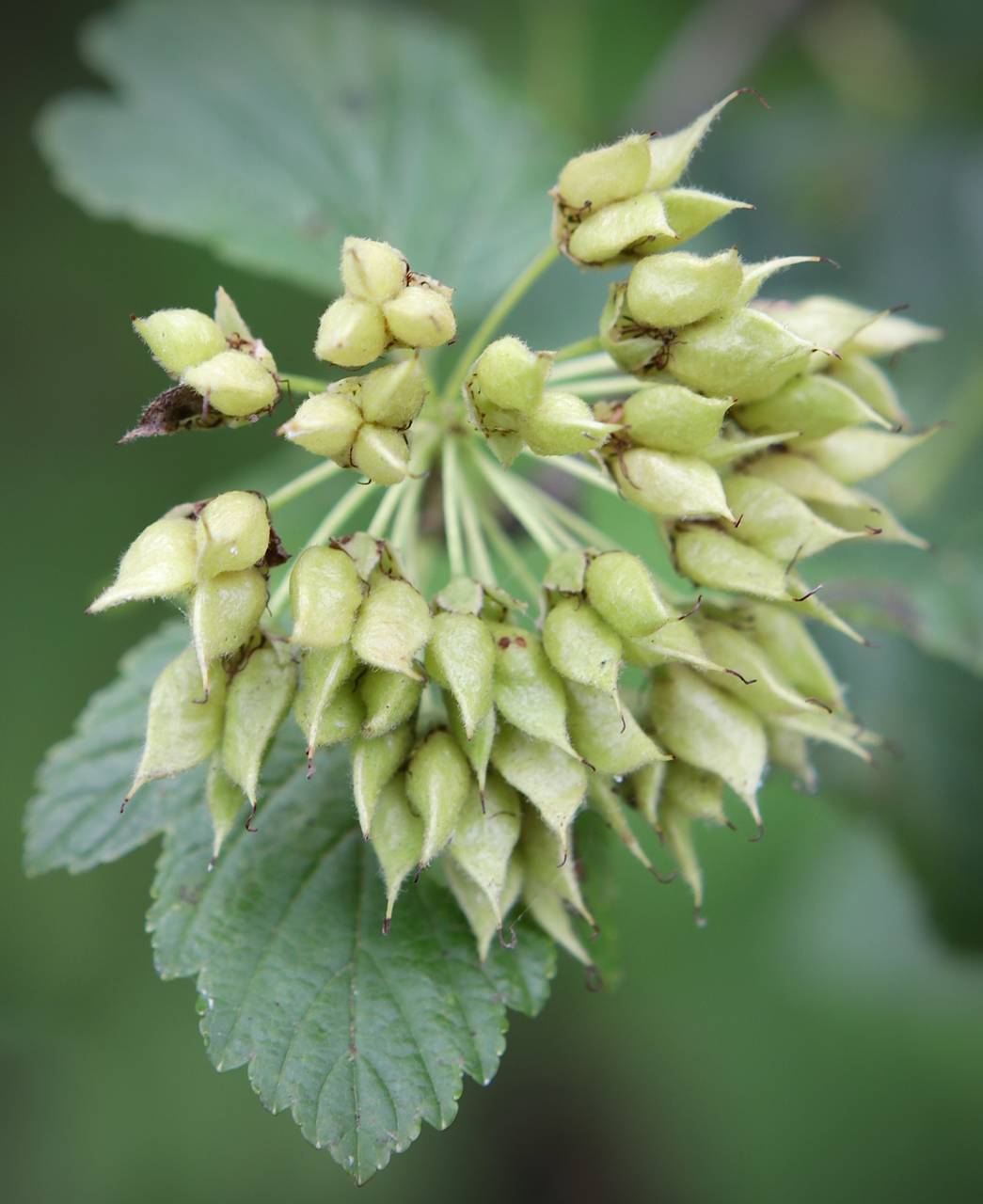 Photo of Ninebark