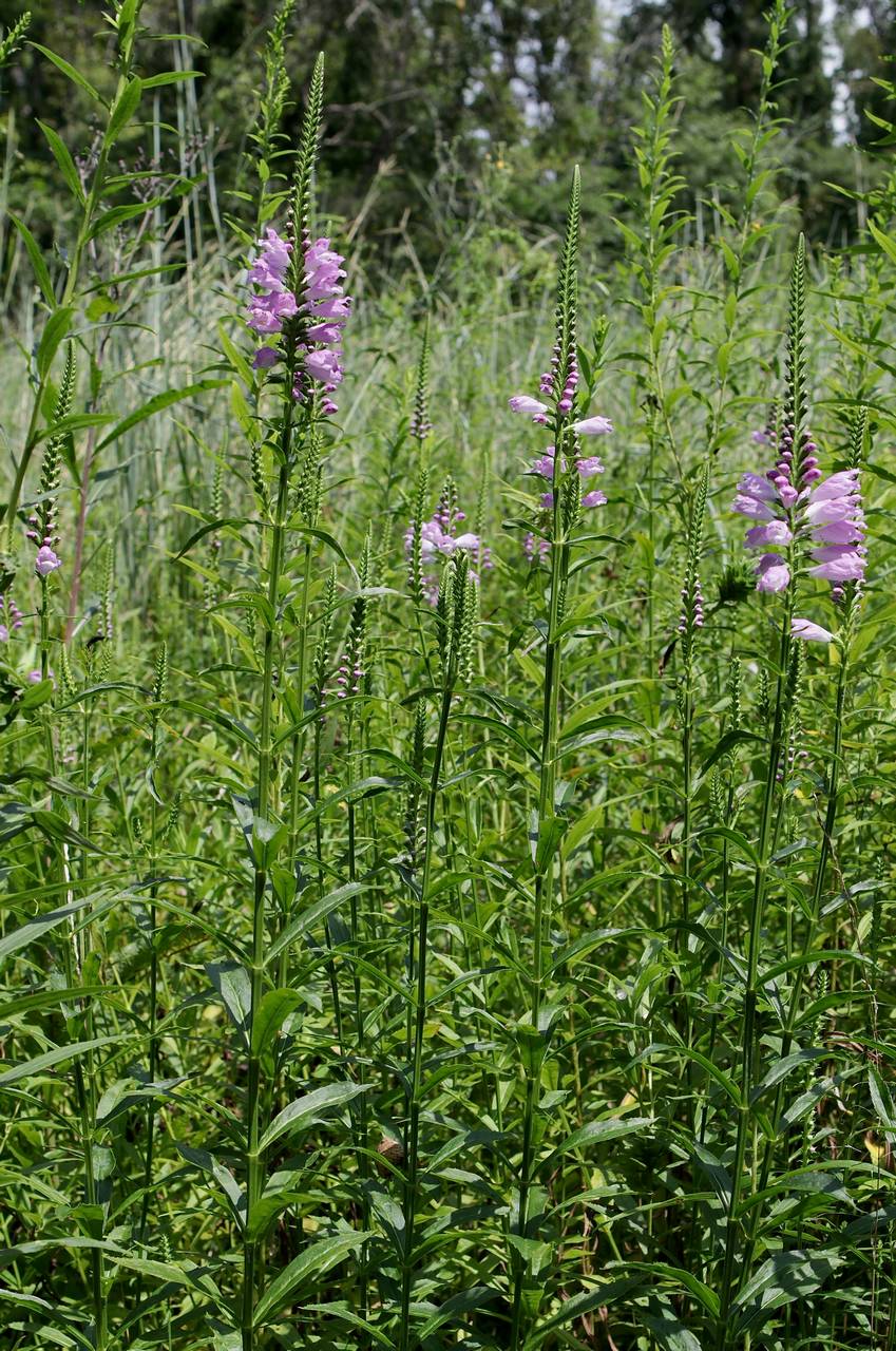 Photo of Obedient Plant