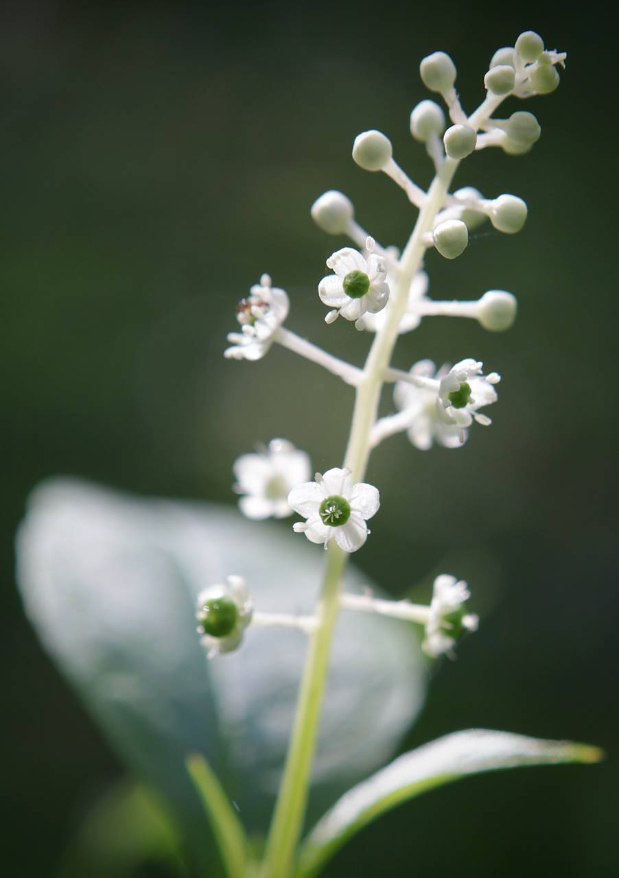 Photo of Pokeweed