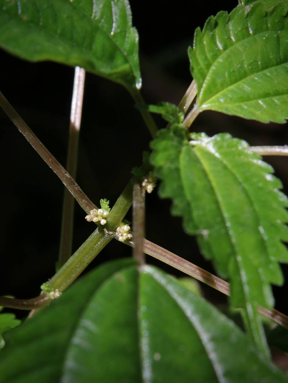 Photo of Clearweed