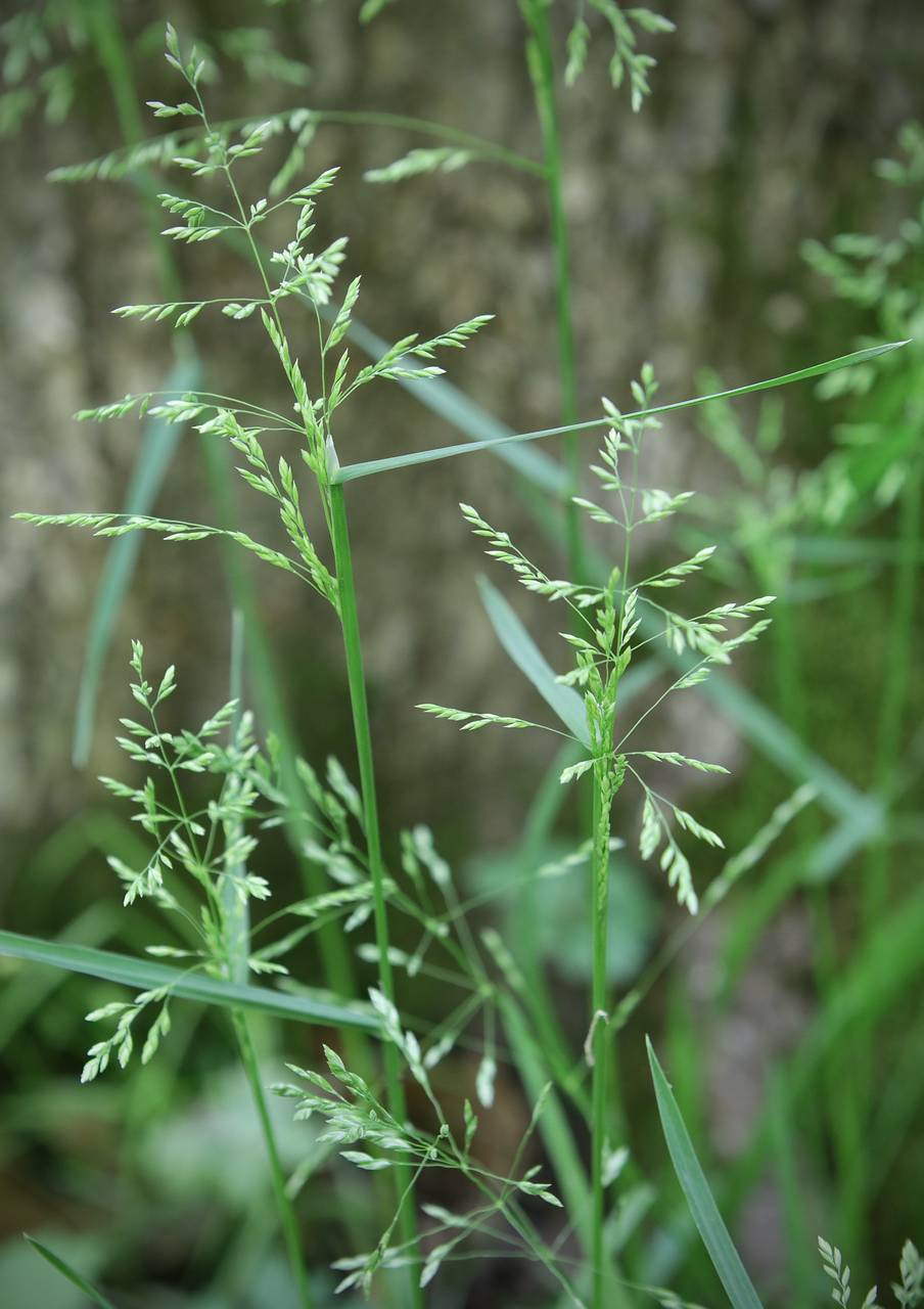 Photo of Rough Bluegrass