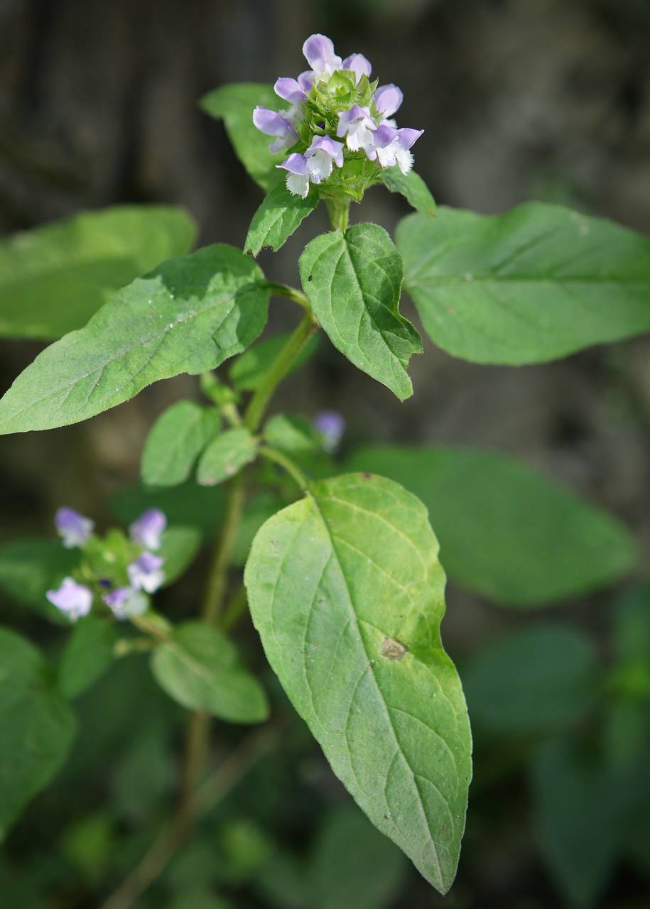 Photo of Heal-All