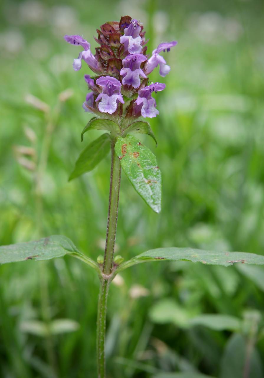 Photo of Heal-All