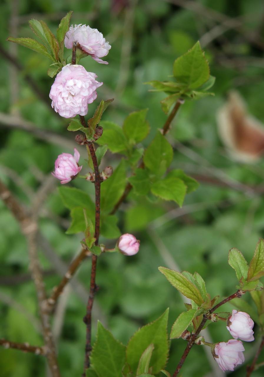 Photo of Dwarf Flowering Almond