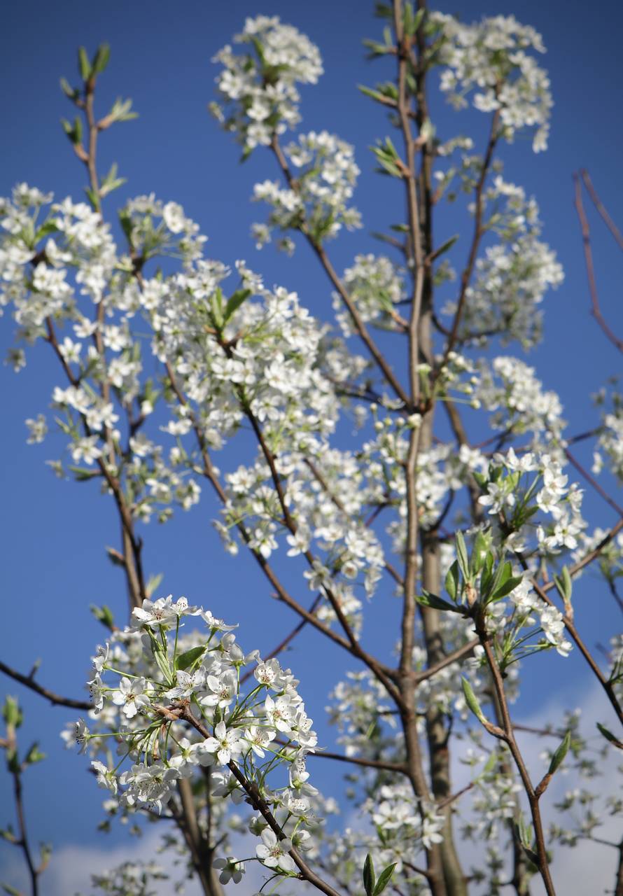 Photo of Callery Pear
