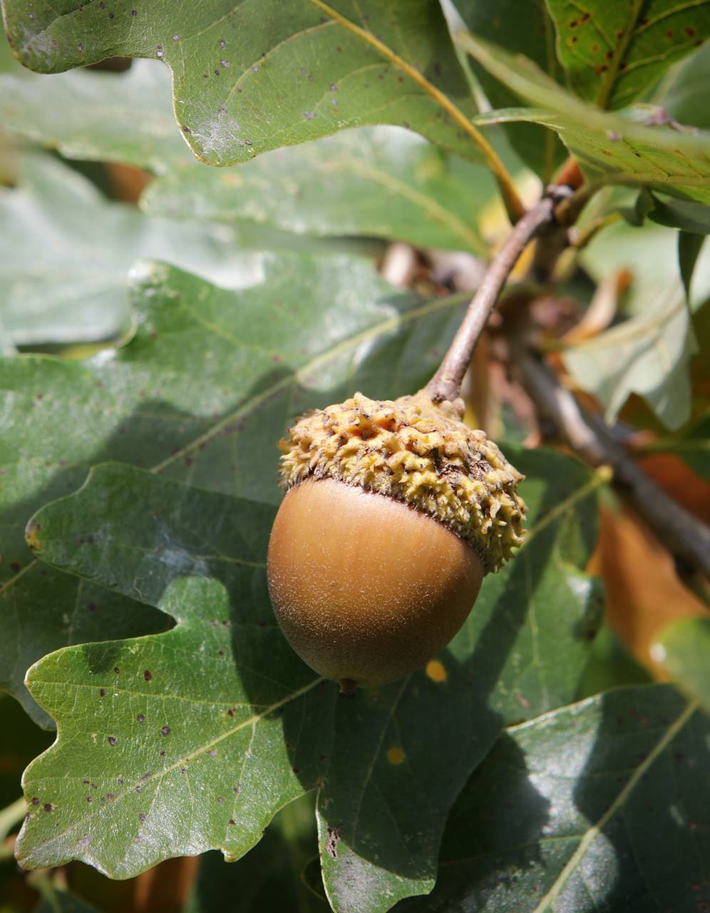 Photo of Swamp White Oak
