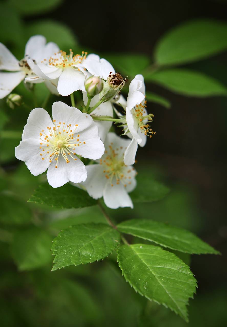 Photo of Multiflora Rose