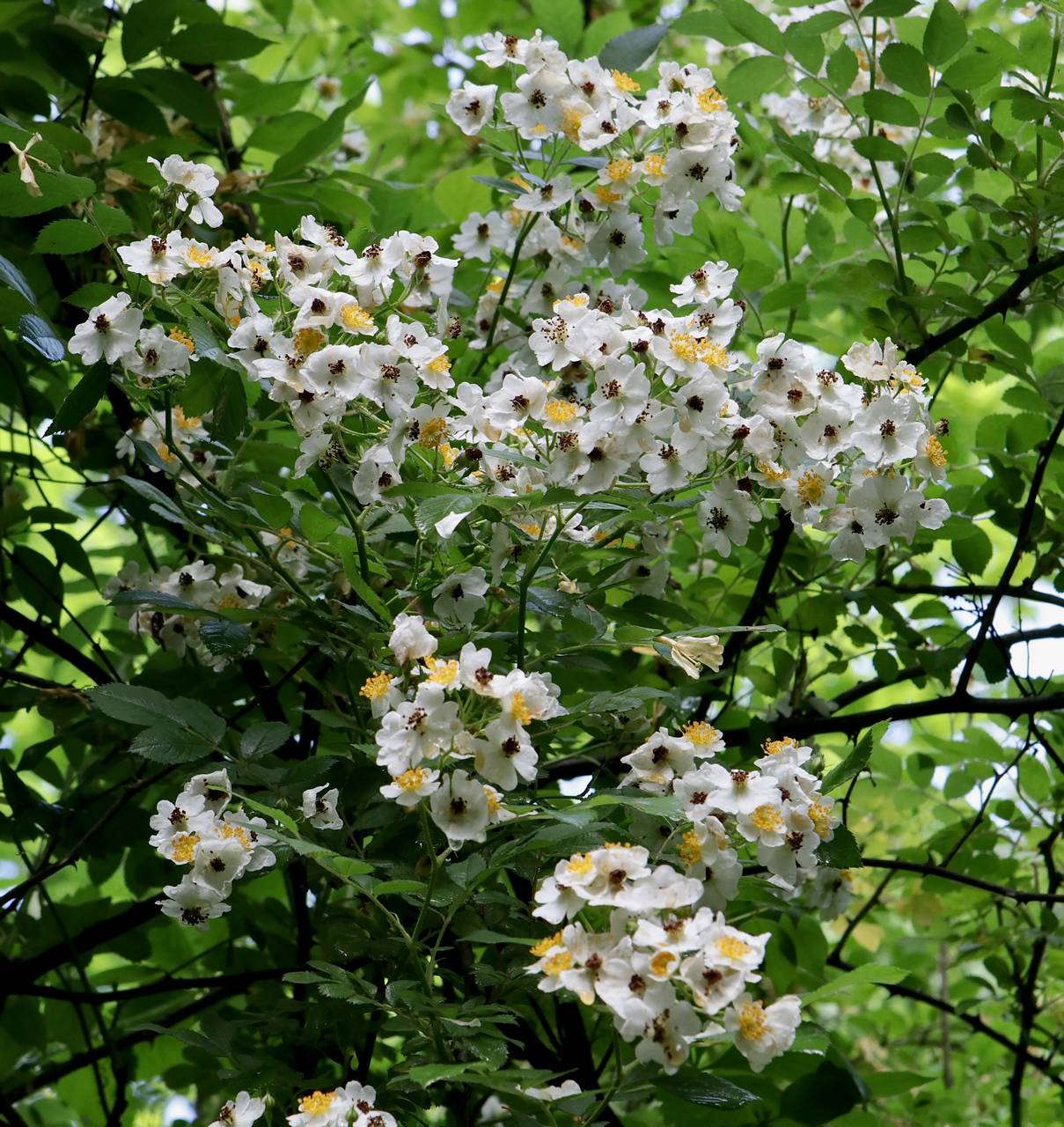Photo of Multiflora Rose
