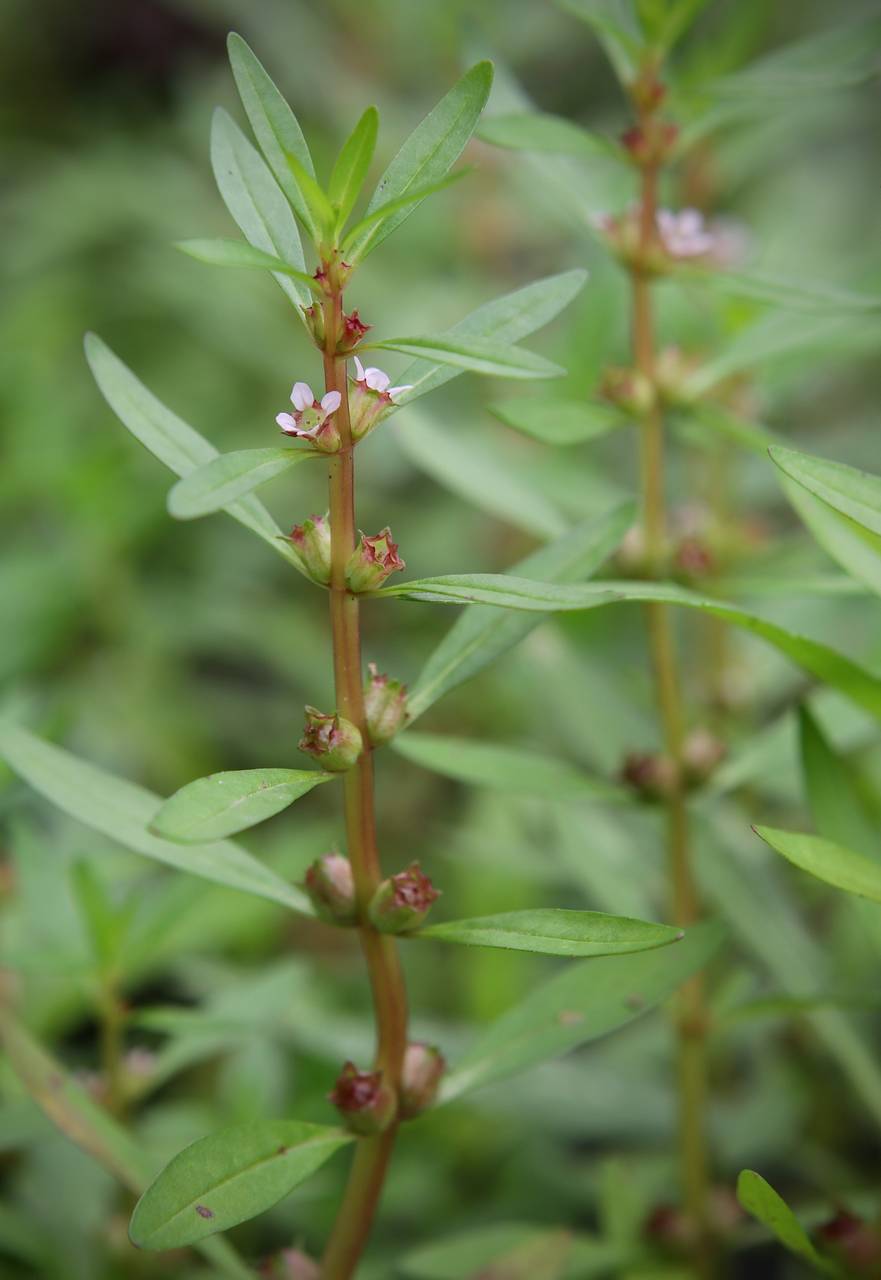 Photo of Toothcup