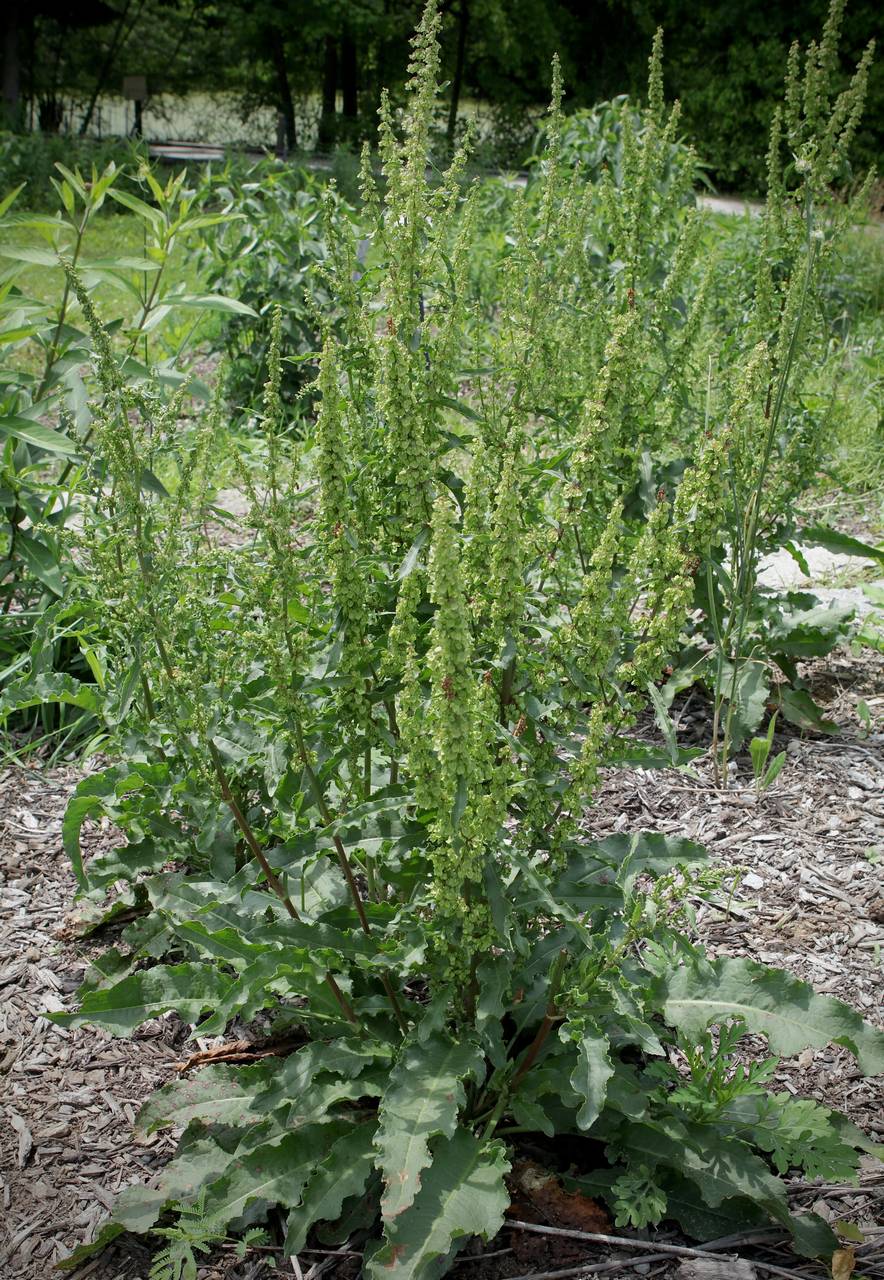 Photo of Curly Dock