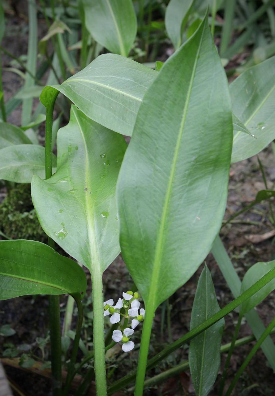 Photo of Delta Arrowhead