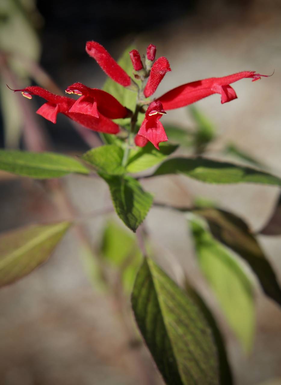 Photo of Pineapple Sage