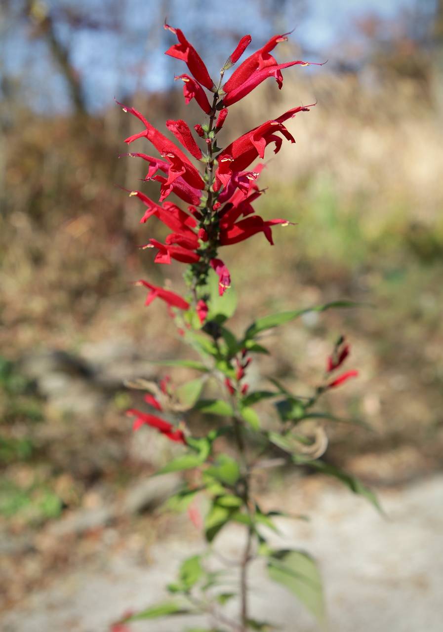 Photo of Pineapple Sage