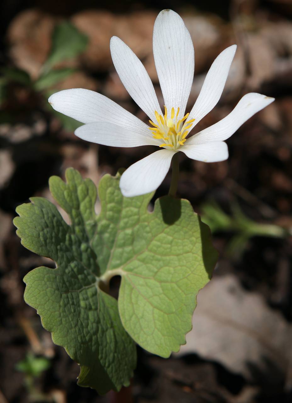 Photo of Bloodroot