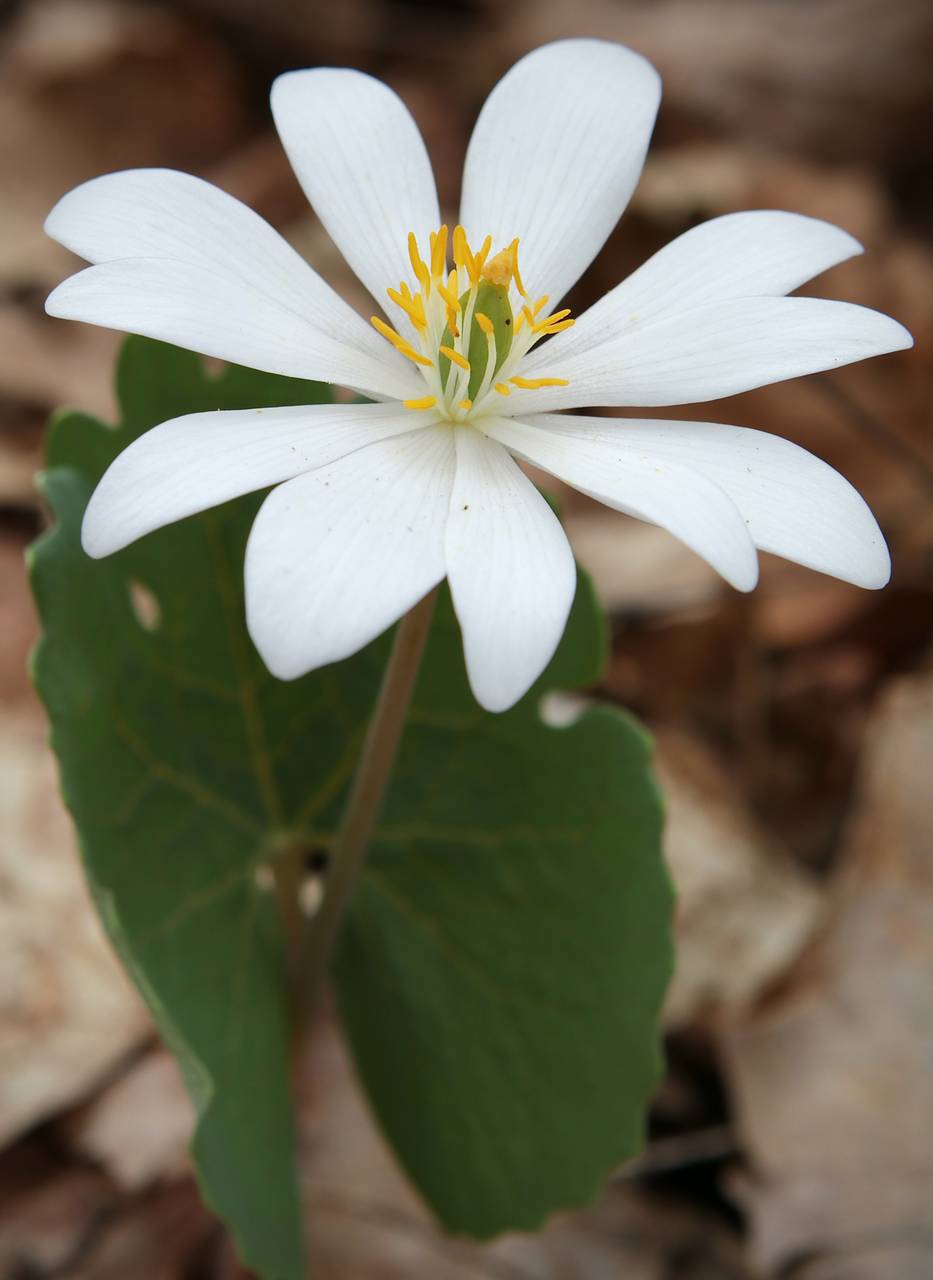 Photo of Bloodroot