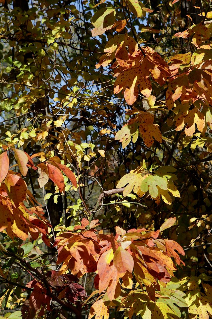 Photo of Sassafras