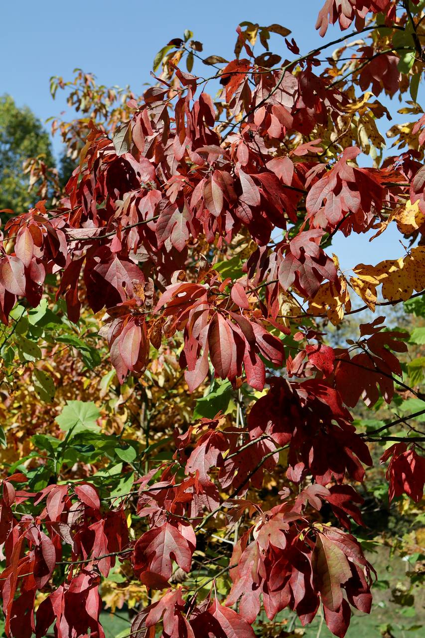 Photo of Sassafras