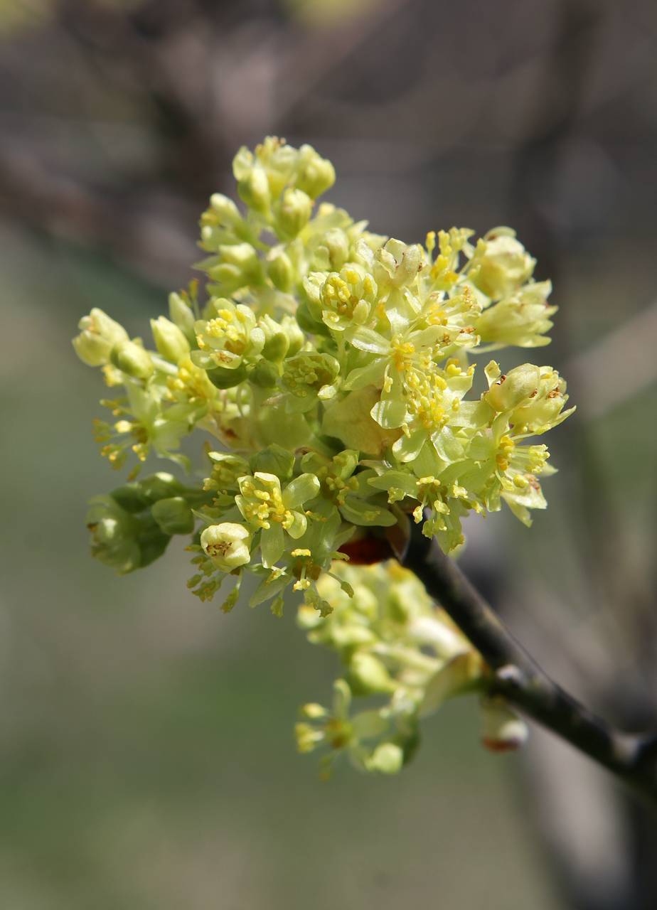 Photo of Sassafras