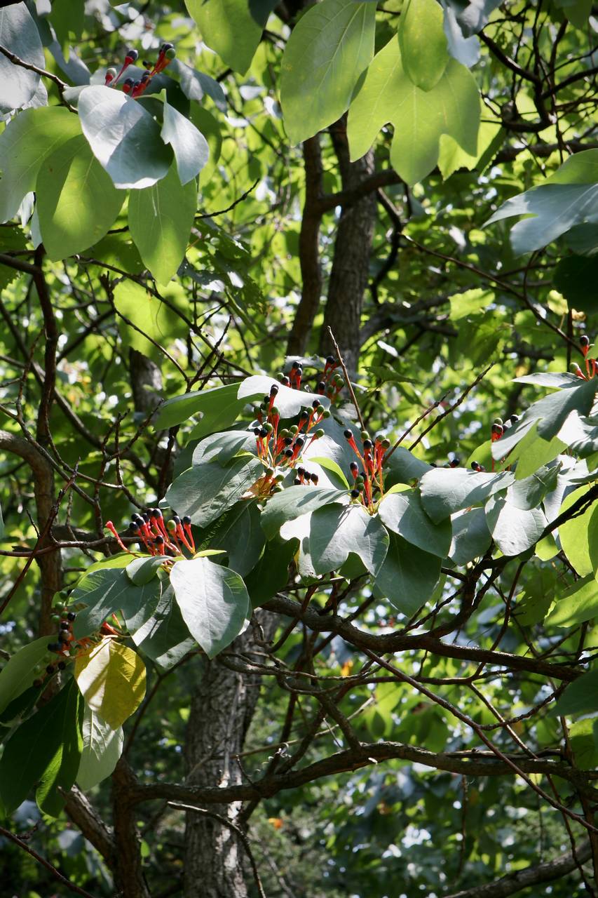 Photo of Sassafras