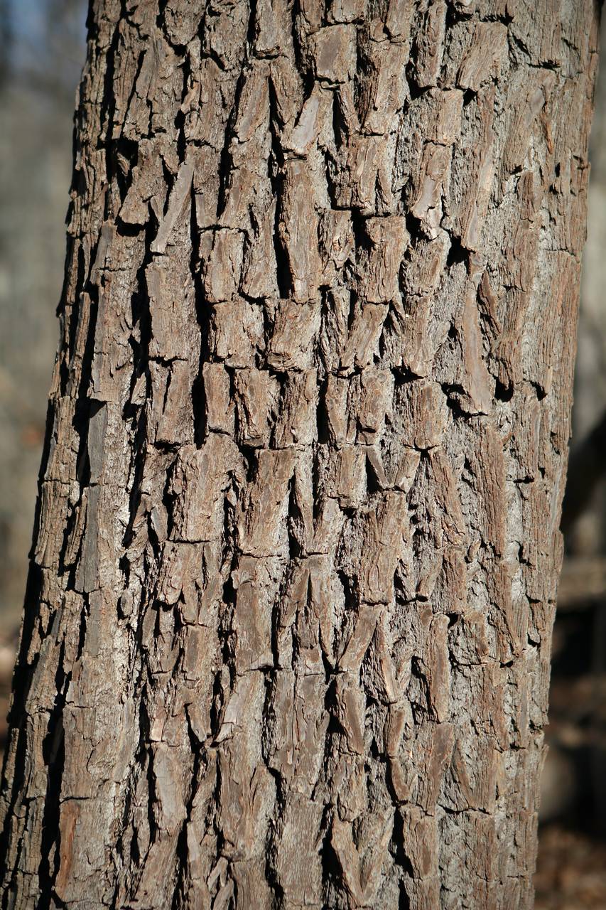 Photo of Sassafras