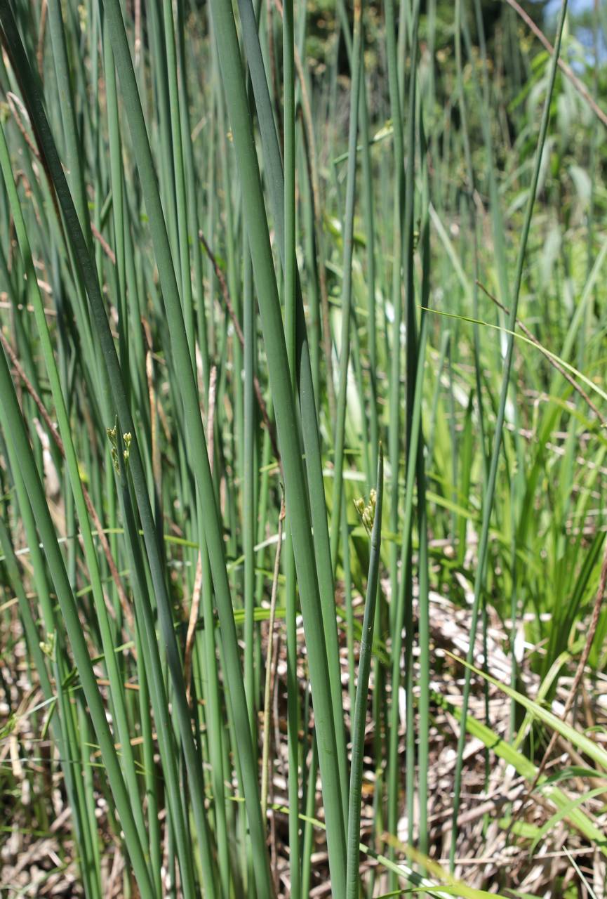 Photo of Softstem Bulrush