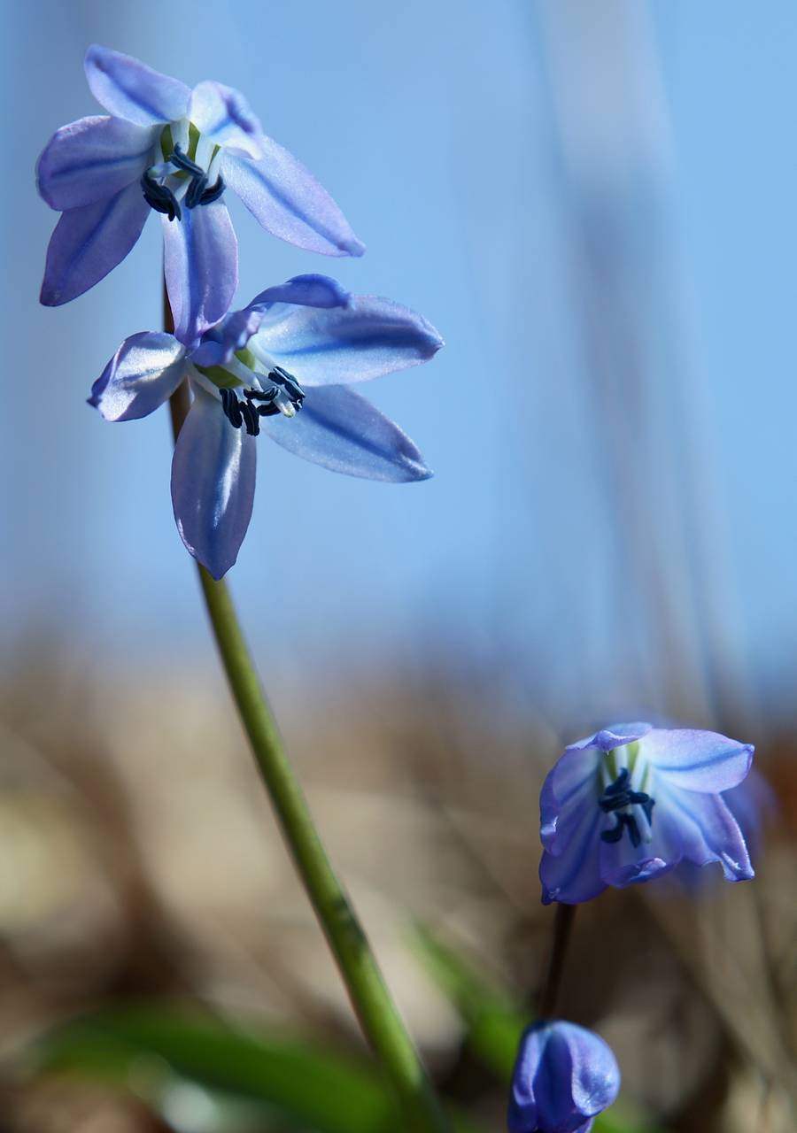 Photo of Siberian Squill