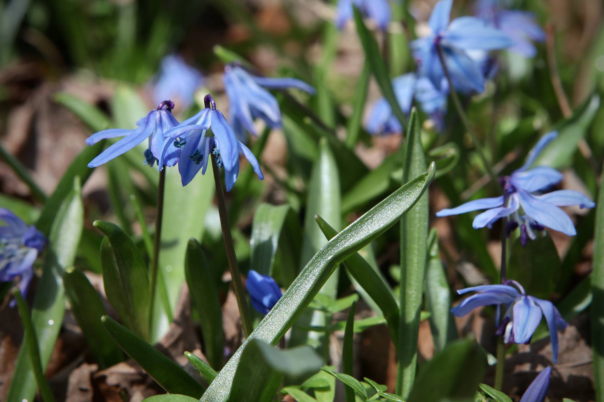 Photo of Siberian Squill