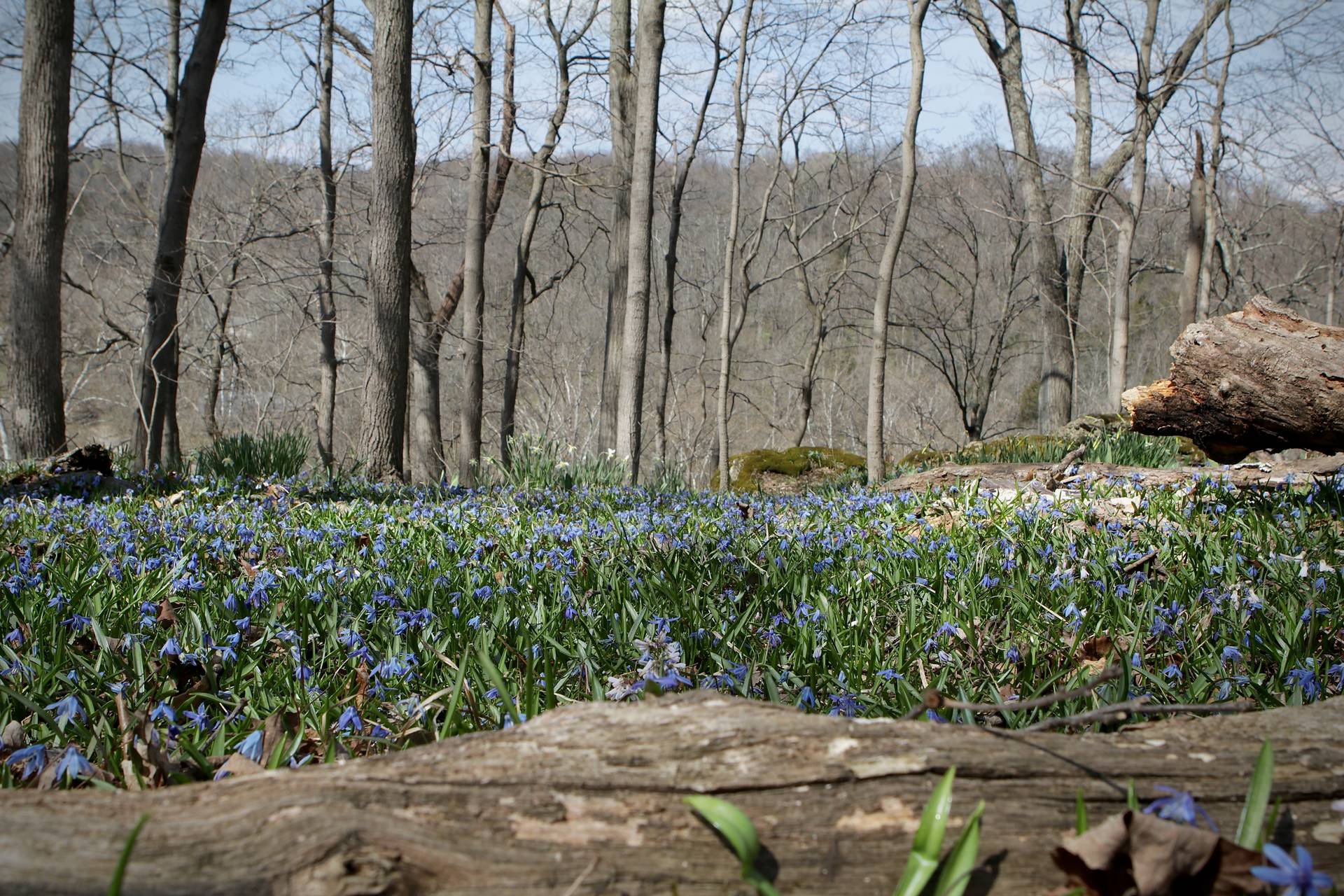 Photo of Siberian Squill