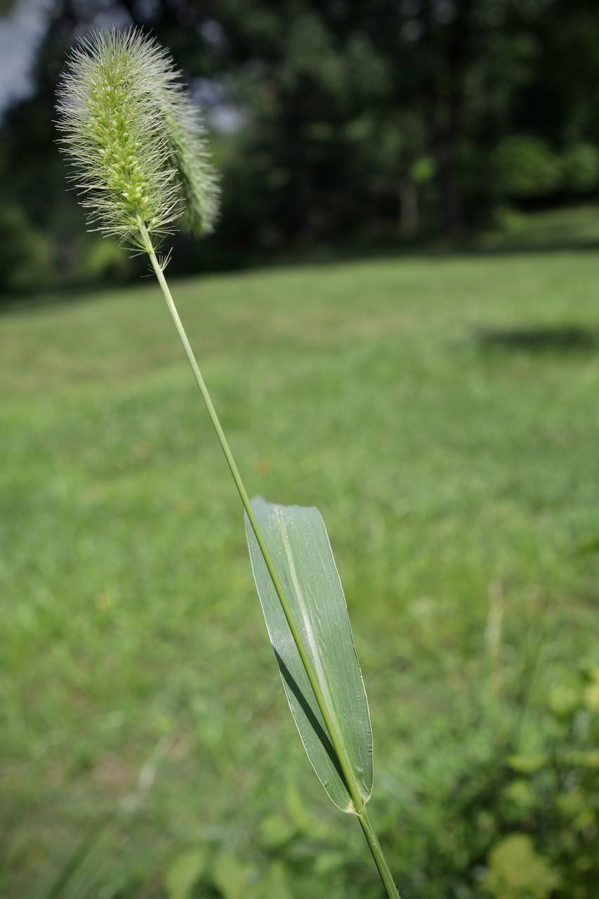 Photo of Giant Foxtail