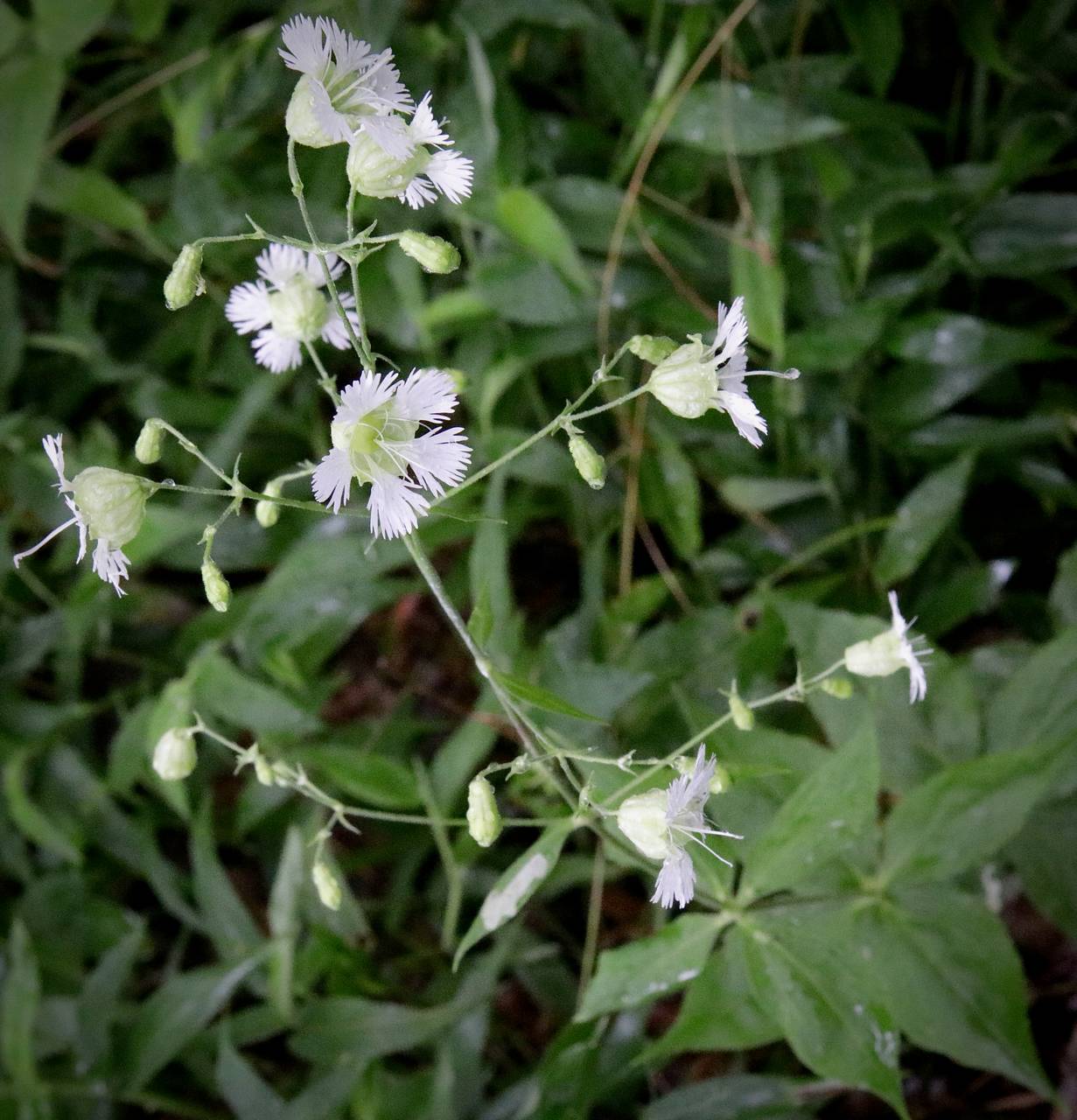 Photo of Starry Campion