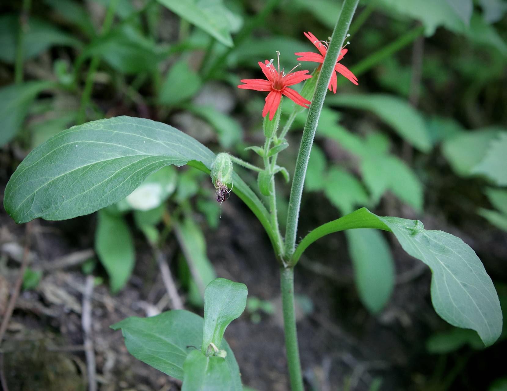 Photo of Fire Pink