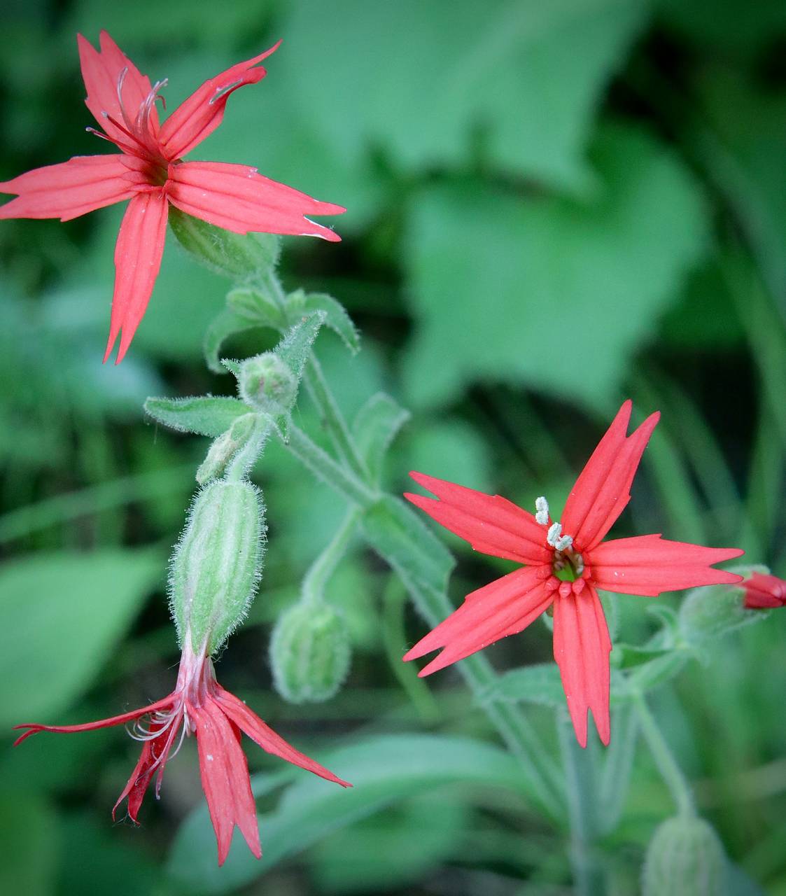 Photo of Fire Pink
