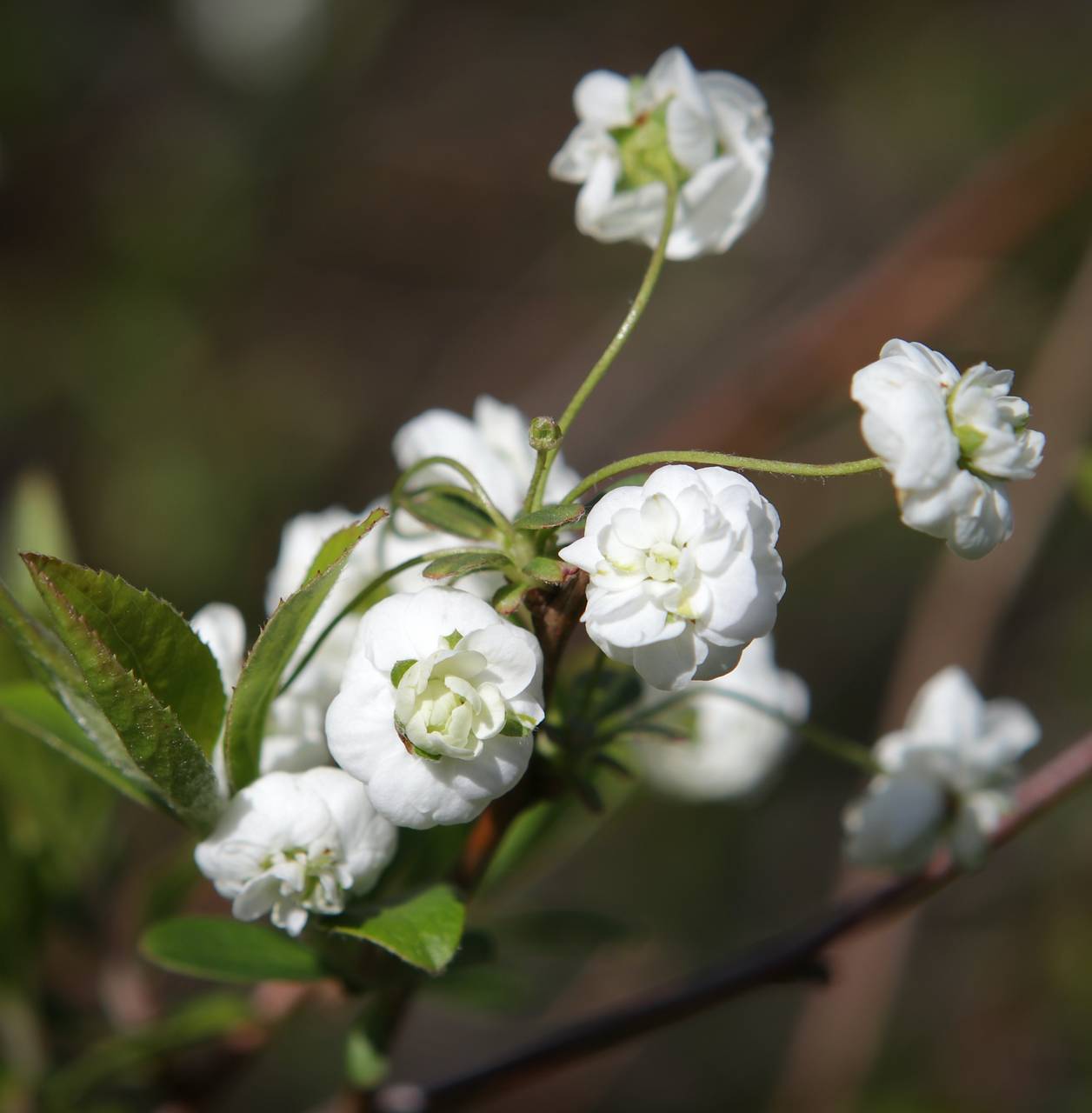 Photo of Bridalwreath Spirea