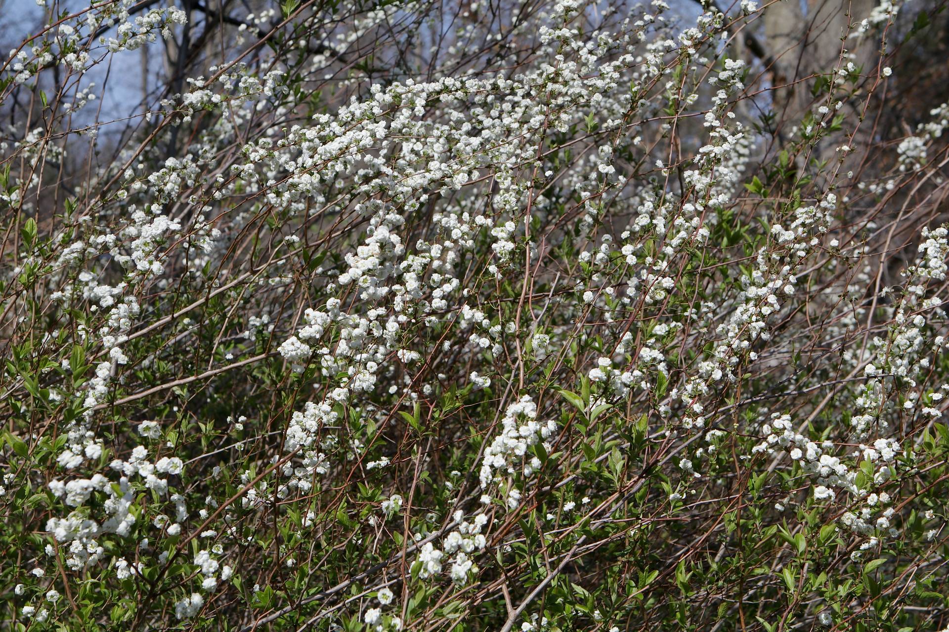 Photo of Bridalwreath Spirea