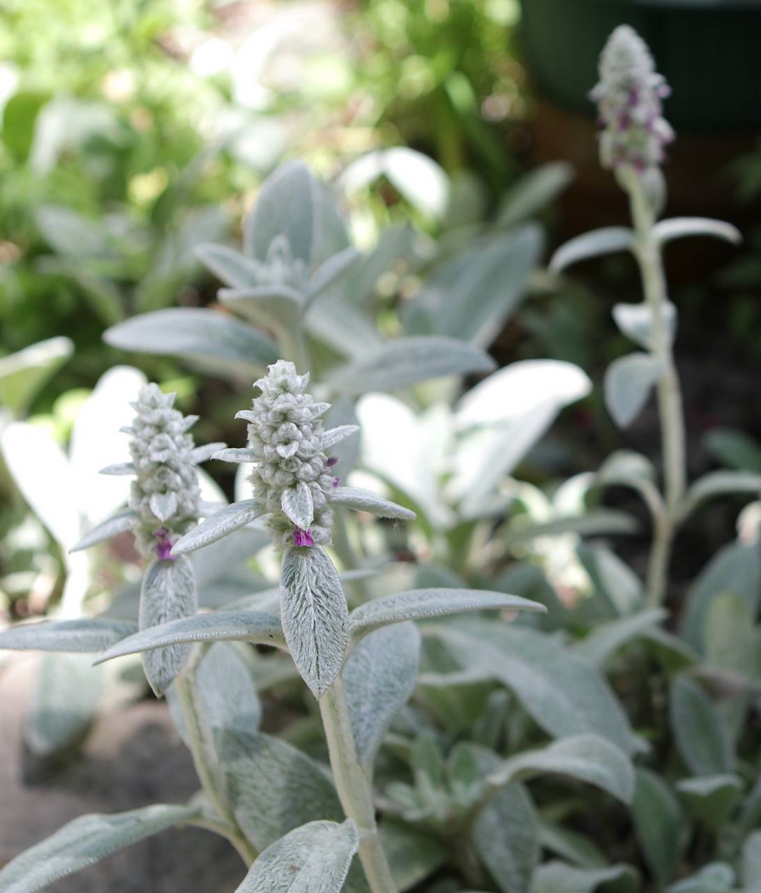 Photo of Lamb's Ear