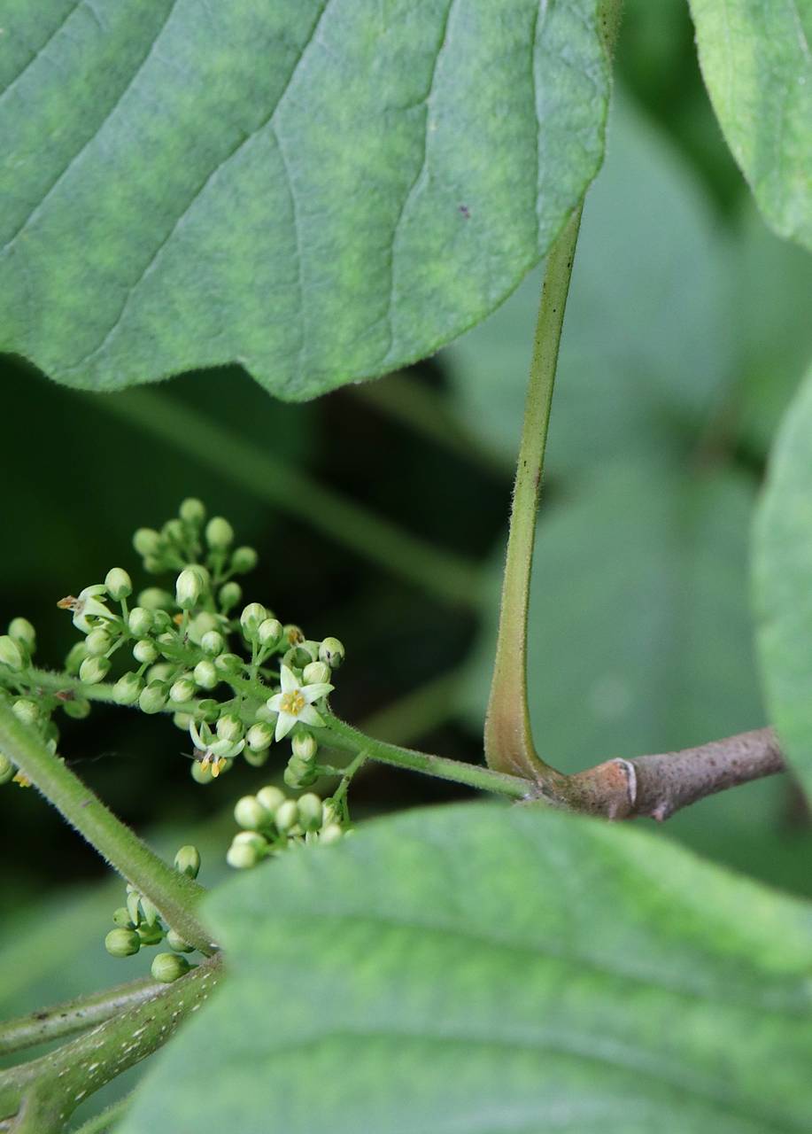 Photo of Poison Ivy