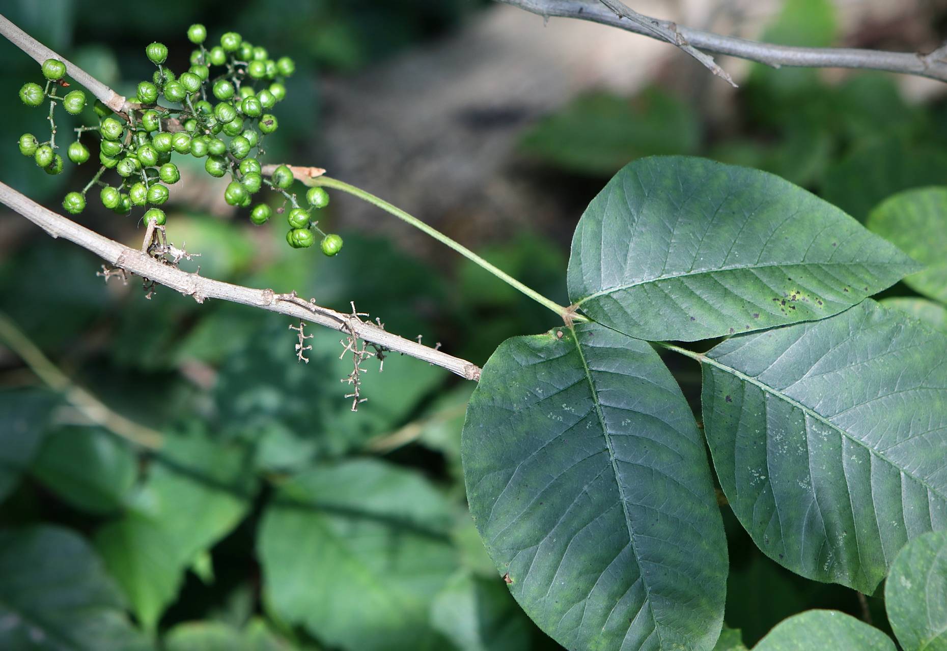Photo of Poison Ivy