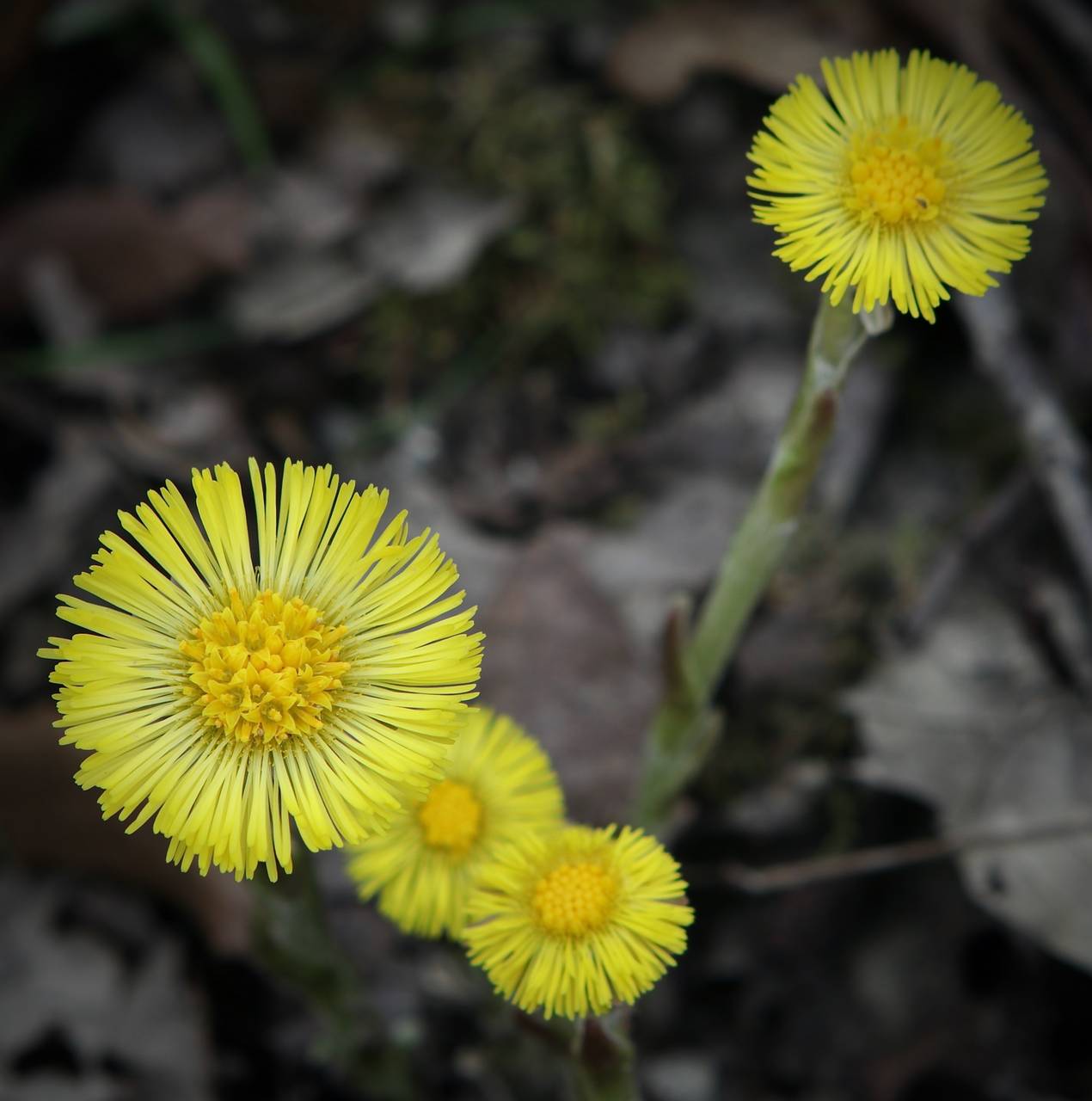 Photo of Coltsfoot