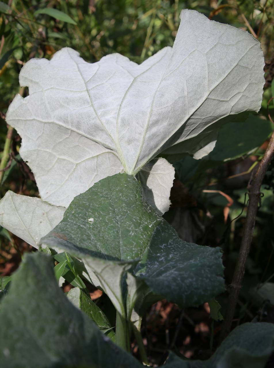 Photo of Coltsfoot