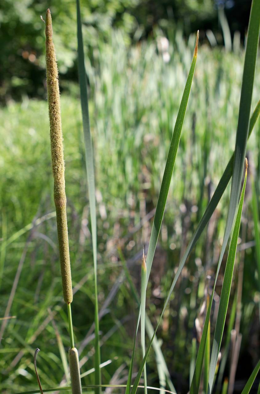 Photo of Narrowleaf Cattail