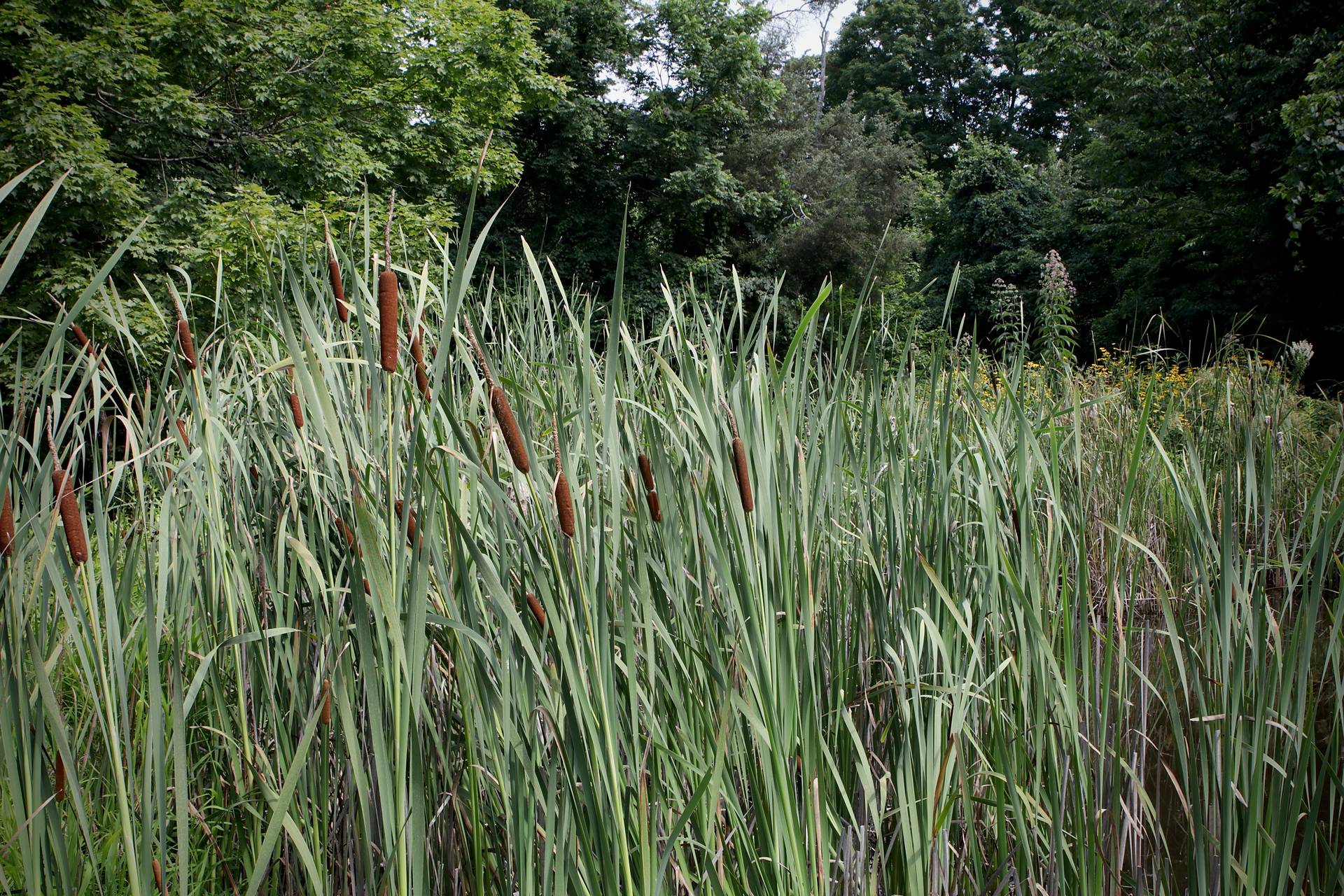 Photo of Broadleaf Cattail