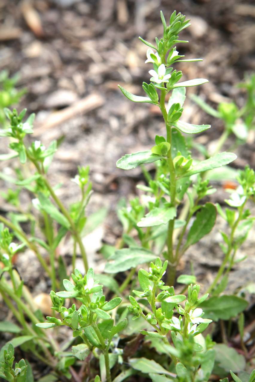 Photo of Purslane Speedwell
