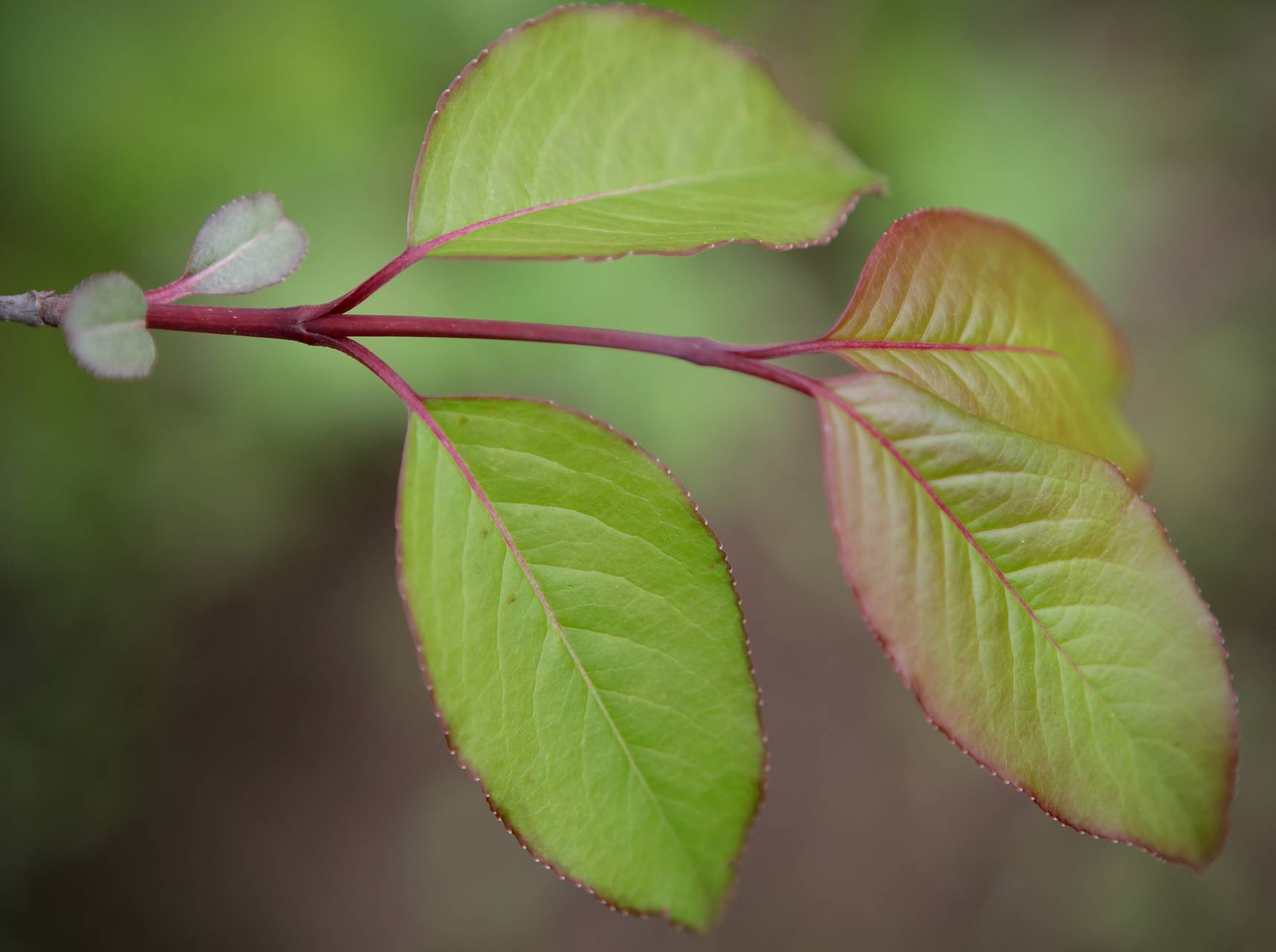 Photo of Blackhaw