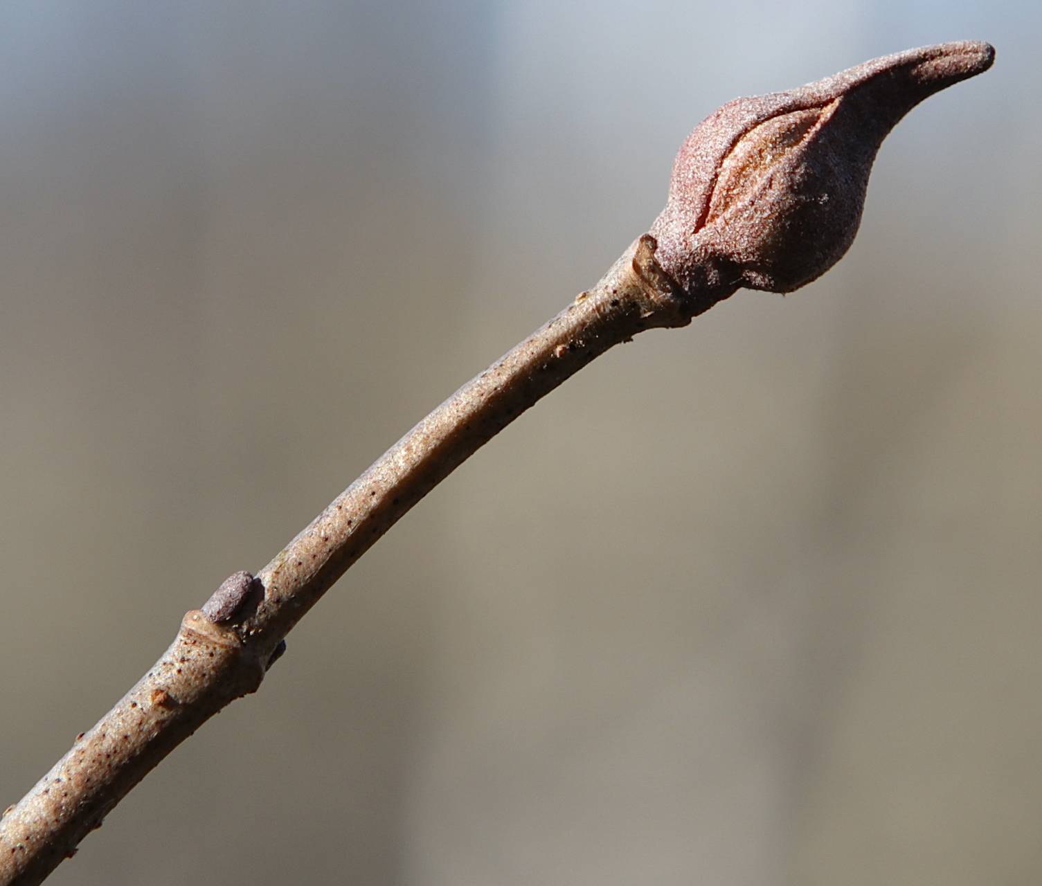 Photo of Blackhaw