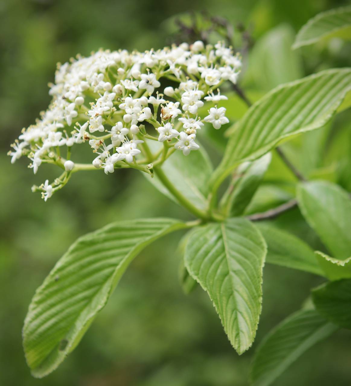 Photo of Siebold Viburnum