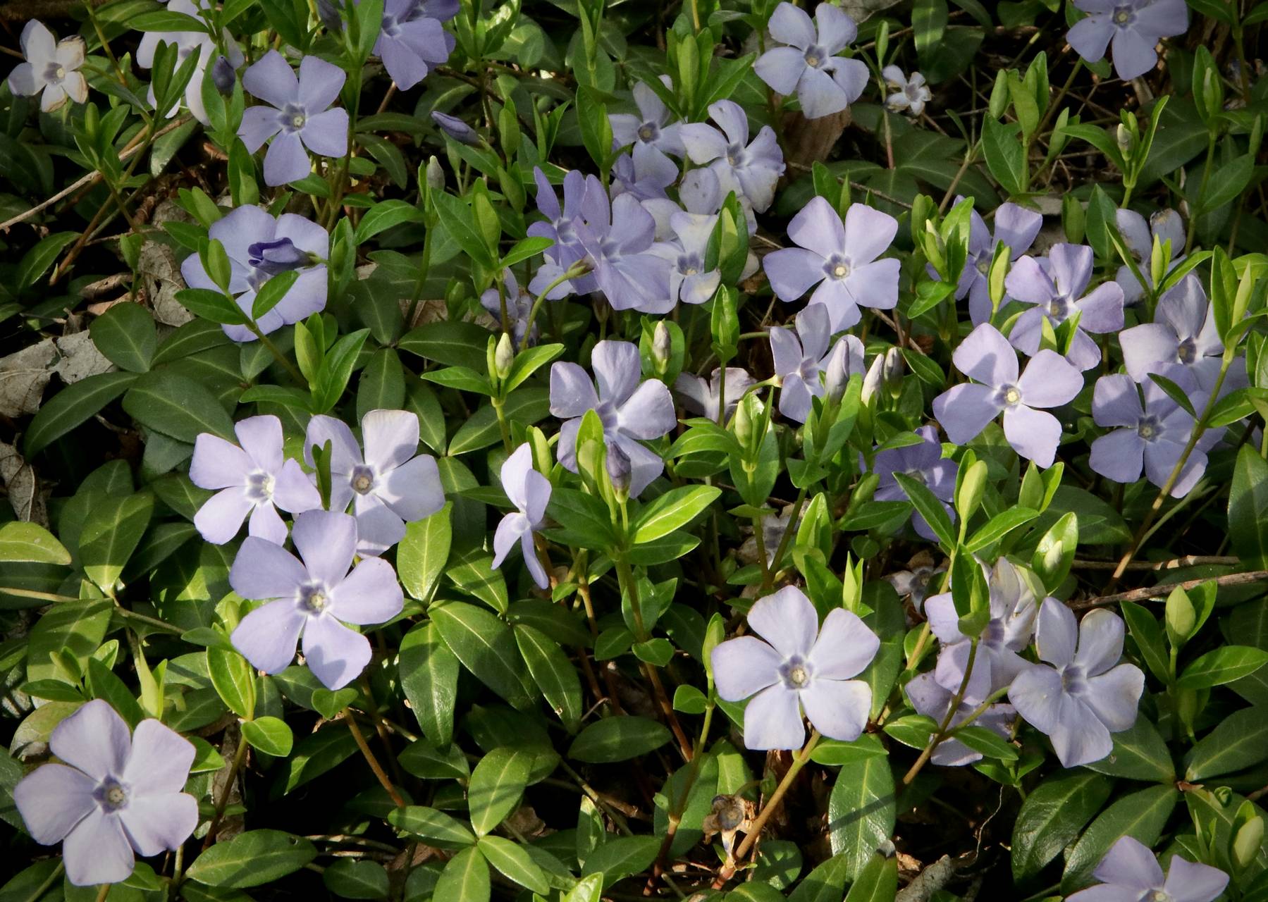 Photo of Creeping Myrtle